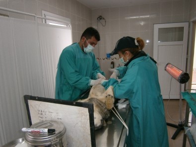 Kırıkkale'de 2 Bin 868 Köpek Tedavi Edildi