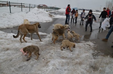 Minik Yürekler, Harçlıklarını Sokak Ve Yaban Hayvanları İçin Harcadı