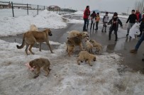 CEMAL POLAT - Minik Yürekler, Harçlıklarını Sokak Ve Yaban Hayvanları İçin Harcadı