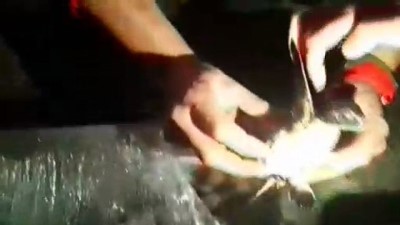 Datça'ta Zifte Bulanmış Deniz Kaplumbağası Tedavi Edilecek