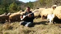BAĞLAMA - Koyunlarını Otlatırken De Sazını Elinden Bırakmıyor