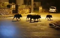 YABAN DOMUZU - Milas'ta Aç Kalan Domuzlar Şehre İndi