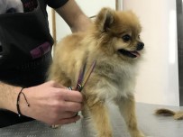 DINDAR - (Özel)  Sakarya'da İlk Kez Açılan Ve Çevre İllerin İhtiyacını Karşılayacak Olan Pet Kuaförü Hizmete Vermeye Başladı