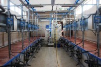 SÜT ÜRETİMİ - Sivas'ta Kırsala 292 Milyon Liralık Yatırım