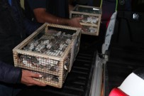 Suriye'den Getirilen 500 Hint Bülbülü Ele Geçirildi