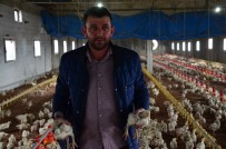 SERKAN UÇAR - Yem Tedariki Başladı, Tavuk Üretimi Normale Döndü