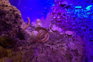 Antalya Deniz Biyolojisi Müzesi 25 Bin Ziyaretçiye Ağırladı