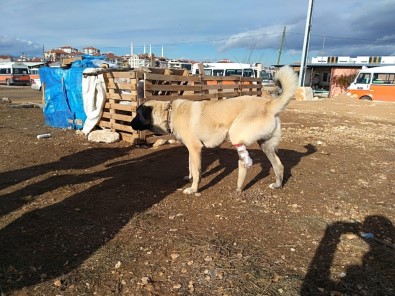 Ayağı Kangren Olan Köpeğe Dolmuş Şoförleri Sahip Çıktı