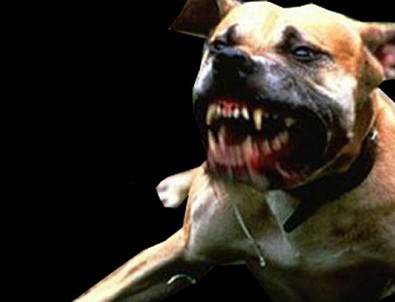 Sokak köpeklerinin saldırdığı 2 liseliden 1'i öldü