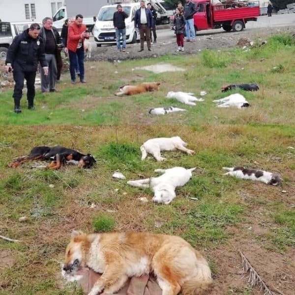 Trabzon'da hayvan katliamı