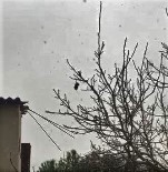 SIĞIRCIK - 24 Saat Ağaçta Asılı Kalan Kuş Kurtarıldı