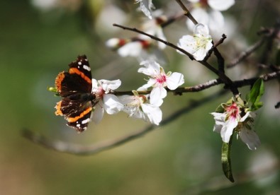 Datça Badem Çiçekleriyle Şenlenecek