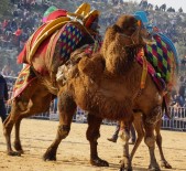 DİSİPLİN YÖNETMELİĞİ - Deveye Şiddet Uygulayan İki Kişi Güreşlerden Men Edildi