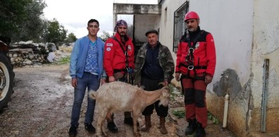 Kayıp Keçi AKUT Ekiplerince Bulundu