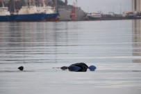 CENAZE ARACI - Samsun'da Denizde Ceset Bulundu