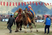 DEVE GÜREŞİ - 2019'Un İlk Deve Güreşi İncirliova'da Yapıldı