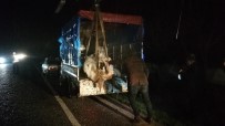 KURUDERE - 300 Kiloluk İnek Kamyonetten Karayoluna Savruldu
