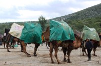 DEVE GÜREŞİ - Develere Yağmurluk Giydirdiler