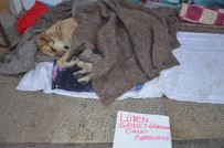 SOKAK KÖPEKLERİ - Köpekler Üşümesin Diye Örtülen Battaniyeleri Çalmaya Çalıştılar