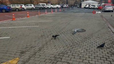 (Özel) Karganın Cevizle İmtihanı Kamerada