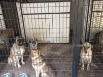 ANKARA BÜYÜKŞEHİR BELEDİYESİ - Sivrihisar'a Bırakılan Köpeklere Odunpazarı Sahip Çıktı