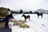 KIŞ MEVSİMİ - Atlara Yem, Kuşlara Meyve, Köpeklere Mama