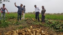 YAĞ FABRİKASI - Konya Şeker'den Çiftçiye 2,26 Milyar TL Ödeme
