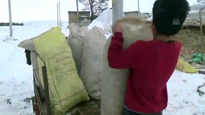 Ahlat'ta Çocuklar Kızaklarla Ot Taşıyor