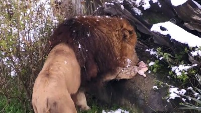 Aslanların Kar Üstünde Beslenme Keyfi