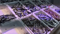 Doğu Karadeniz Bölgesi'nden 864 Bin 942 Kilogram Hamsi İhracatı Yapıldı