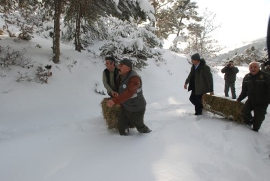 Tokat'ta Yaban Hayvanları İçin Doğaya Yem Bırakıldı