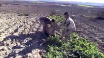 İSMAIL ÇELIK - Çamura Saplanan Hayvanlar İçin Seferber Oldular