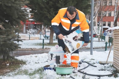 Çankırı Belediyesi Soğuk Havada Sokak Hayvanlarını Unutmadı