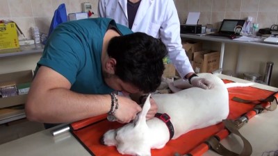 CU'da 'Ceku' Adlı Köpeğe İşitme Testi