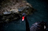 BENGAL - Kar Altında Hayvanların Muhteşem Görüntüleri