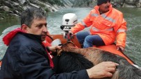 KEÇİ - Kayalıklarda Mahsur Kalan Keçiler Botla Kurtarıldı