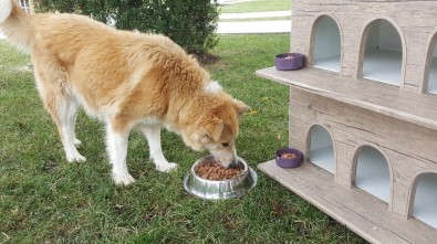 Küçükçekmeceli Çocuklar Sokak Hayvanlarını Elleriyle Besliyor