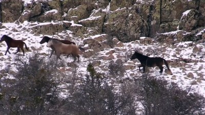 Murat Dağı'nda Yılkı Atlarının Yem Mücadelesi