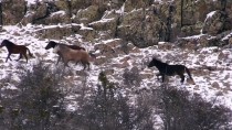 HÜSEYIN TEKIN - Murat Dağı'nda Yılkı Atlarının Yem Mücadelesi