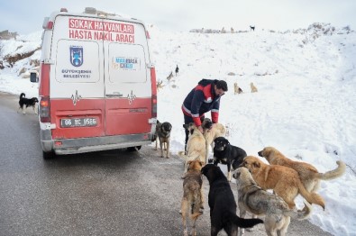Sahipsiz Sokak Hayvanları Unutulmadı