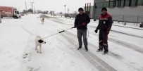 SOKAK KÖPEKLERİ - Sokak Hayvanları Tedavi İçin Toplanıyor
