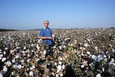 Doğan Açıklaması 'Pamuk Üreticisi Zor Durumda'