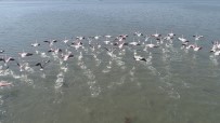 FLAMİNGO - Flamingolar İzmit Körfezi'ne Akın Etti