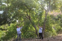 Hekimhan Cevizinde Hasat Zamanı