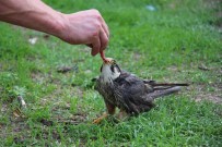 HALITPAŞA - Kanadı Kırık Kerkeneze Evinde Bakıyor