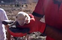 SÜLEYMANIYE - Kayalıklara Sıkışan Yavru Köpek Kurtarıldı