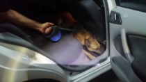 Otomobile Gizlenmiş Eroini 'Oscar' Buldu