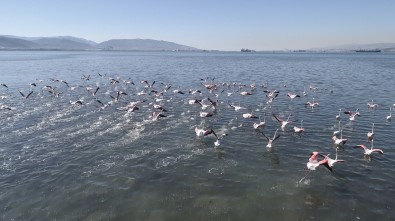 (Özel) Flamingolar İzmit Körfezi'ne Akın Etti