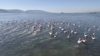 FLAMİNGO - (Özel) Flamingolar İzmit Körfezi'ne Akın Etti
