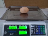 TAVUK ÜRETİMİ - (Özel) Tavuk, 136 Gramlık Yumurta Yumurtladı